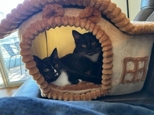 Calusa Veterinary Center