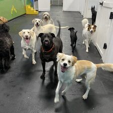 Inn Of The Dog Boarding And Day Care