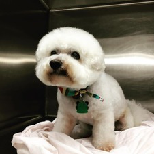 Jensen Beach Salty Dog