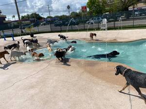 Pet Coral Resort & Veterinarian