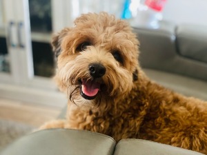 Pawsitive Ruff House