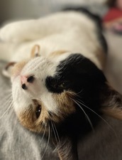 Creature Comforts Pet Resort