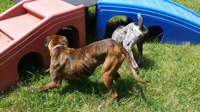 Fresh Prints Pet Lodge & Day Resort