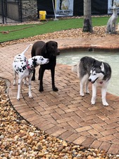 Bark Avenue Pet Resort