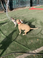 Dogs Rule Gainesville